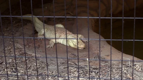 Albino Alligator in captivity behind cage in zoo Stock Footage