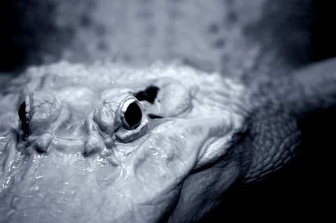 ALBINO ALLIGATOR Stock Photos