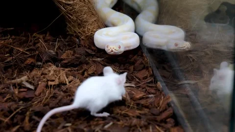 Albino ball python biting and killing a rat. Stockbeeldmateriaal 334761840