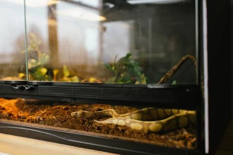 Albino ball python exploring terrarium interior Stock-Fotos