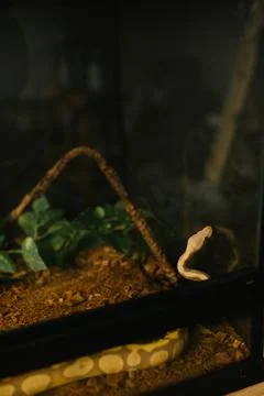 Albino ball python exploring the wall of its terrarium 스톡 사진