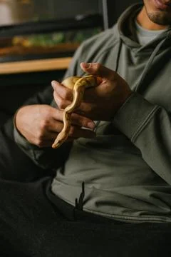Albino ball python exploring while being gently held by its owner Stock Photos