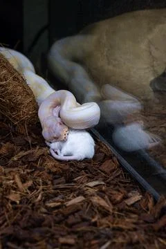 Albino ball python in its enclosure swallowing a rat vertical. 库存照片