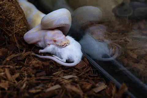 Albino ball python in its enclosure swallowing a rat. Foto stock