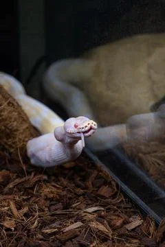 Albino ball python in its enclosure finishing swallowing a rat vertical. Foto stock