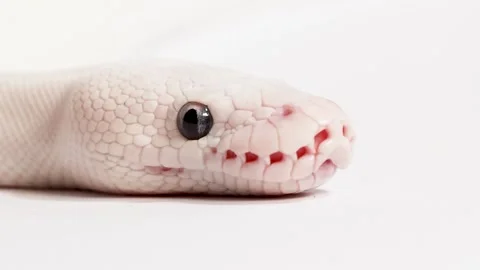 Albino Ball Python Macro Closeup With Tongue Flicking Vidéo 324938192