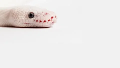 Albino Ball Python Macro Closeup With Tongue Movement Vidéo 326272516
