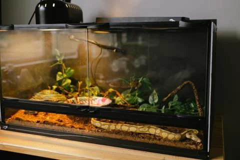 Albino ball python resting in a spacious terrarium with greenery Stock Photos