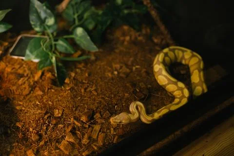 Albino ball python resting on terrarium substrate 스톡 사진