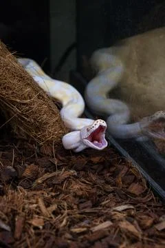 Albino ball python undergoing realigning their jaws. Foto stock