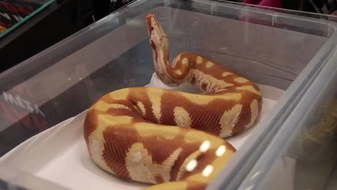Albino boa constrictor on display in a box Stock-Footage 265649446