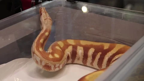 Albino boa constrictor on display in a box Stock Footage 265649460
