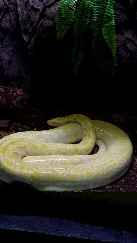 Albino boa constrictor kept inside a glass terrarium Stock Footage 315756516