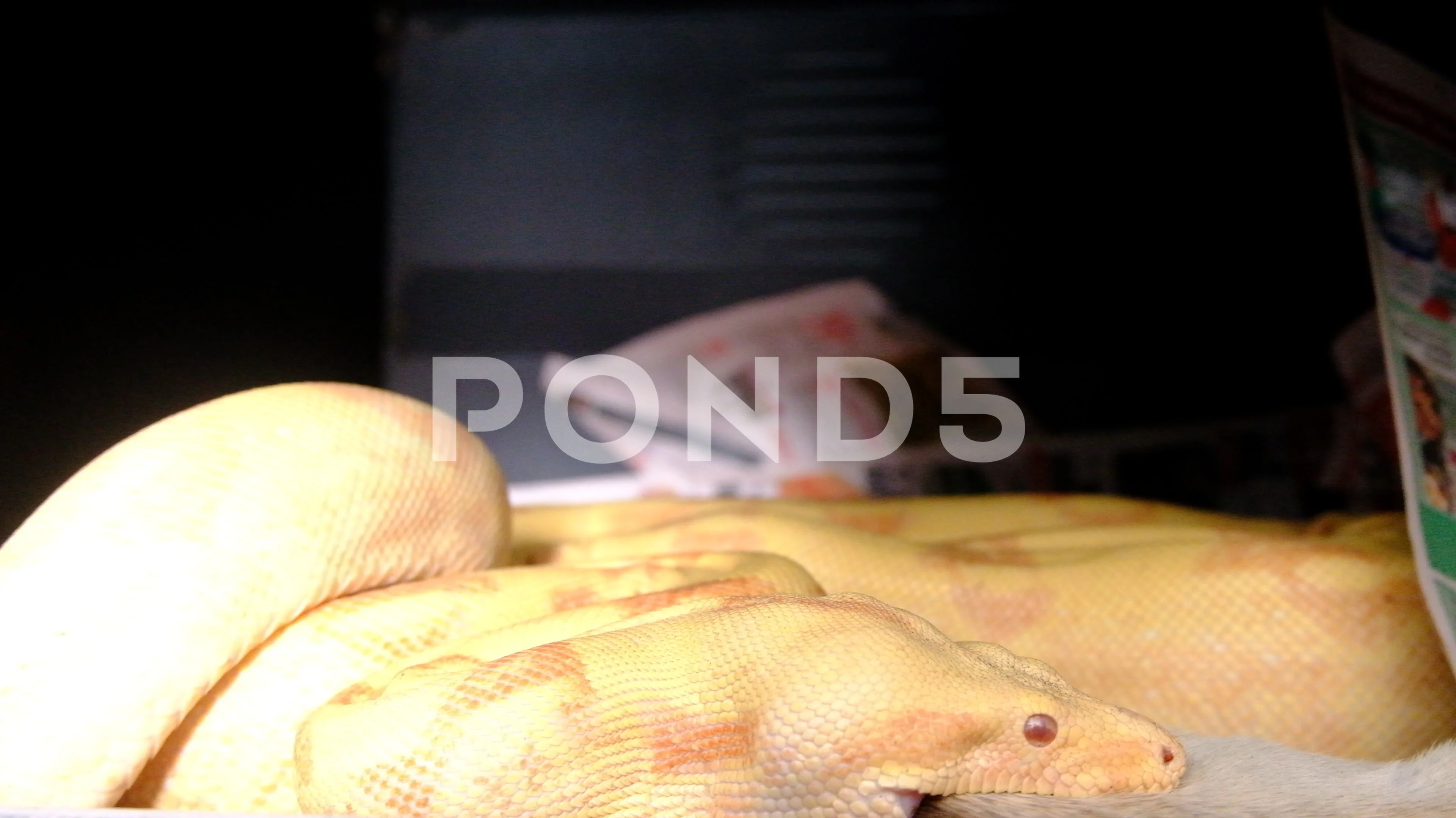 Snake on female head. Boa constrictor albino species of snake