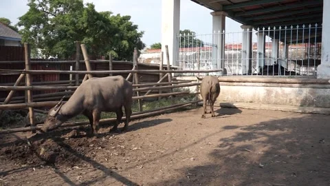 Albino buffalo Video stock 259489490