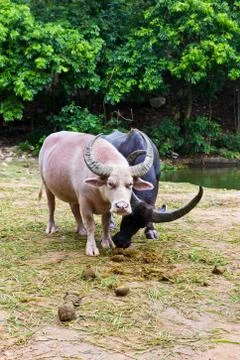 Albino buffalo Stock Photos