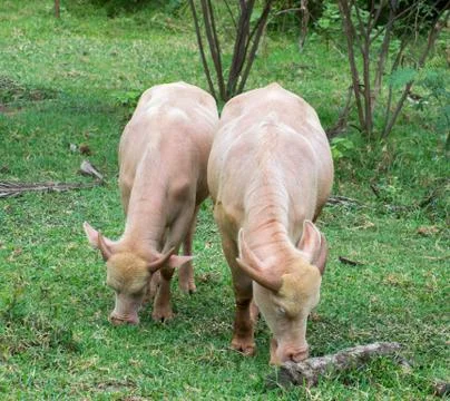 Albino buffalo Stock Photos