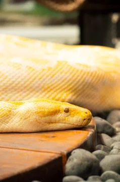 Albino burmese python in captivity at zoo in Colorado Springs, Colorado 스톡 사진