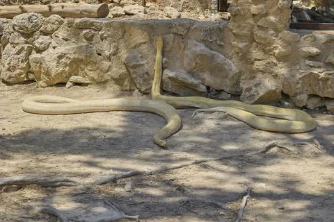 Albino Burmese python coiled beside rocks in reptile enclosure Stock Photos