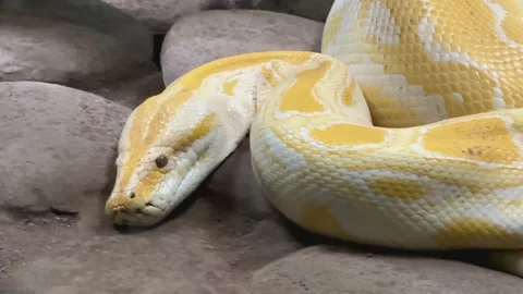 Albino Burmese python coiled on rocky ground surface. Close-up wildlife photo Stock Footage 307821839