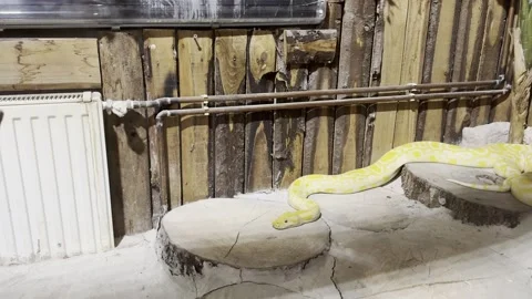 Albino burmese python crawling on rocks inside terrarium enclosure Stock Footage 340079756