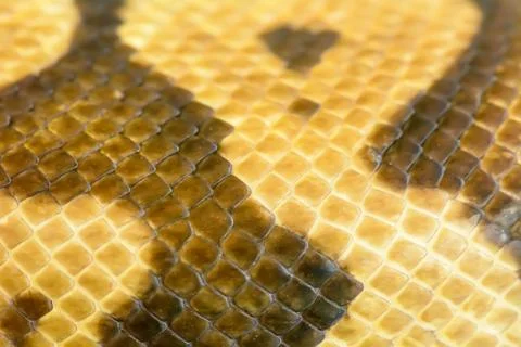 Albino burmese python fur texture Photos