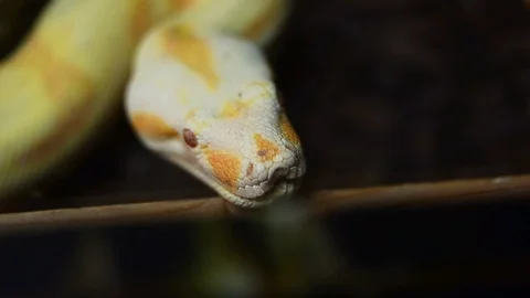Albino Burmese Python head 動画素材 94005705