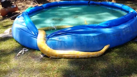 Albino Burmese Python Leaves Pool - 30 Jul 2014 動画素材 205292427
