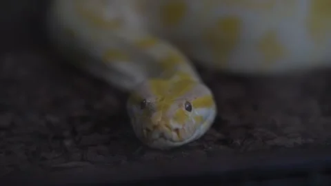 Albino burmese python looking at camera Stock Footage 326697282