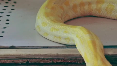 An albino burmese python or Python bivittatus slithering slowly off a table 動画素材 279973578