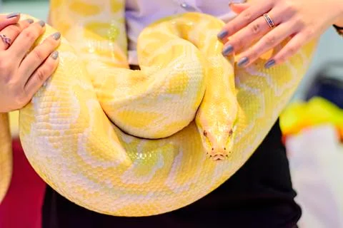 Albino Burmese python 스톡 사진