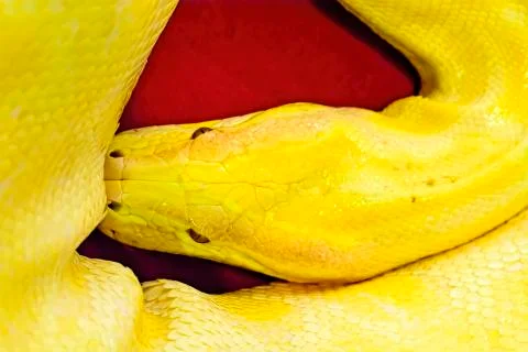 Albino Burmese python Foto stock