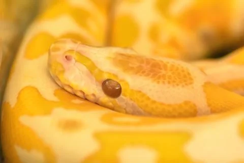 Albino burmese python 스톡 사진