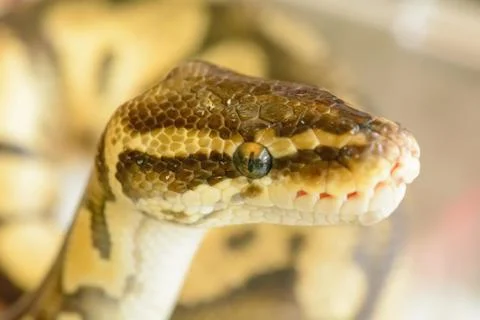 Albino burmese python Foto stock
