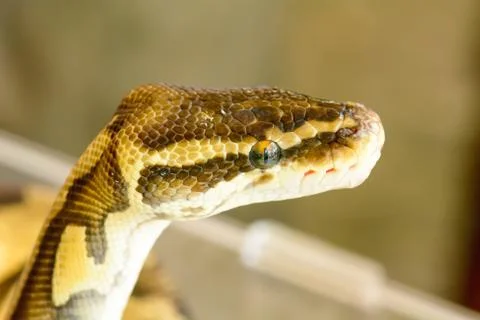 Albino burmese python Photos