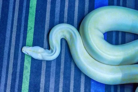 Albino burmese python 스톡 사진