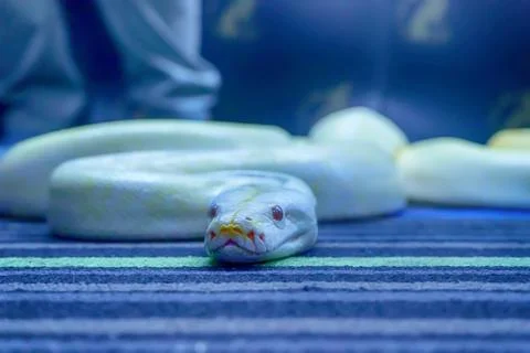 Albino burmese python 写真素材