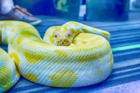 Albino burmese python Stock Photos