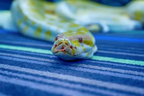 Albino burmese python 스톡 사진