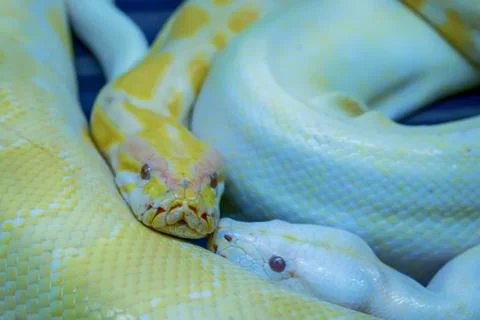 Albino burmese python Stock Photos