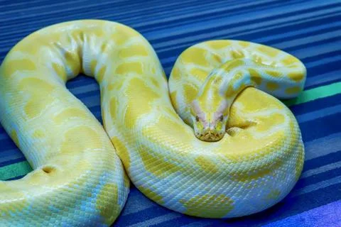 Albino burmese python 库存照片