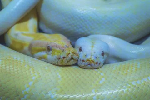 Albino burmese python 写真素材