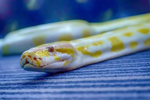 Albino burmese python 写真素材