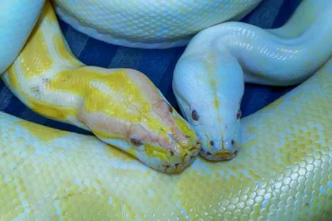 Albino burmese python 写真素材
