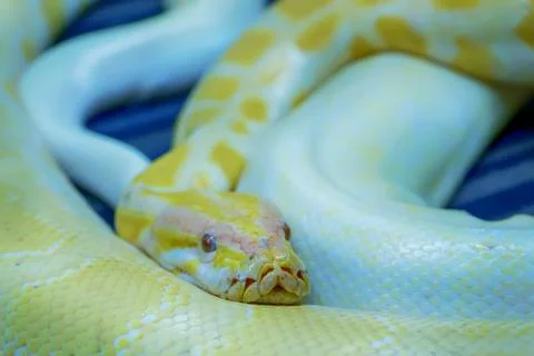 Albino burmese python Stock Photos