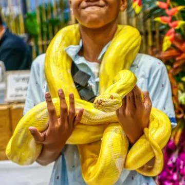 Albino burmese python 写真素材