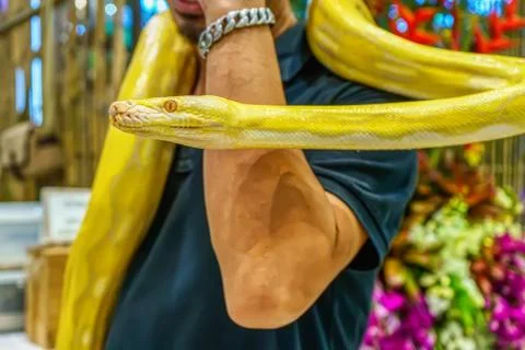 Albino burmese python 스톡 사진