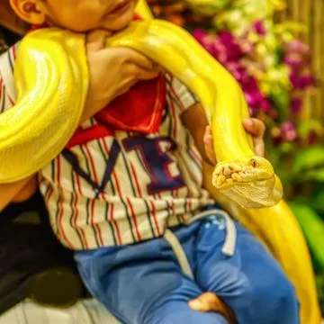 Albino burmese python Foto stock