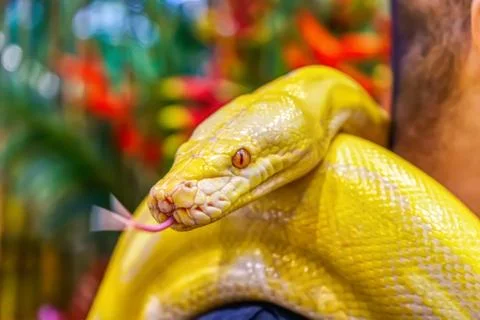 Albino burmese python 写真素材