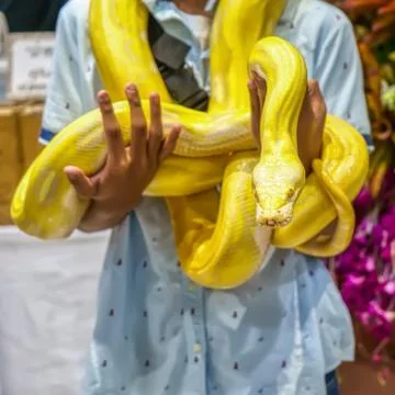 Albino burmese python Stock Photos